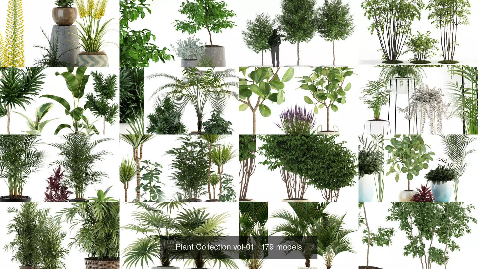 Plant Collection vol-01 _6