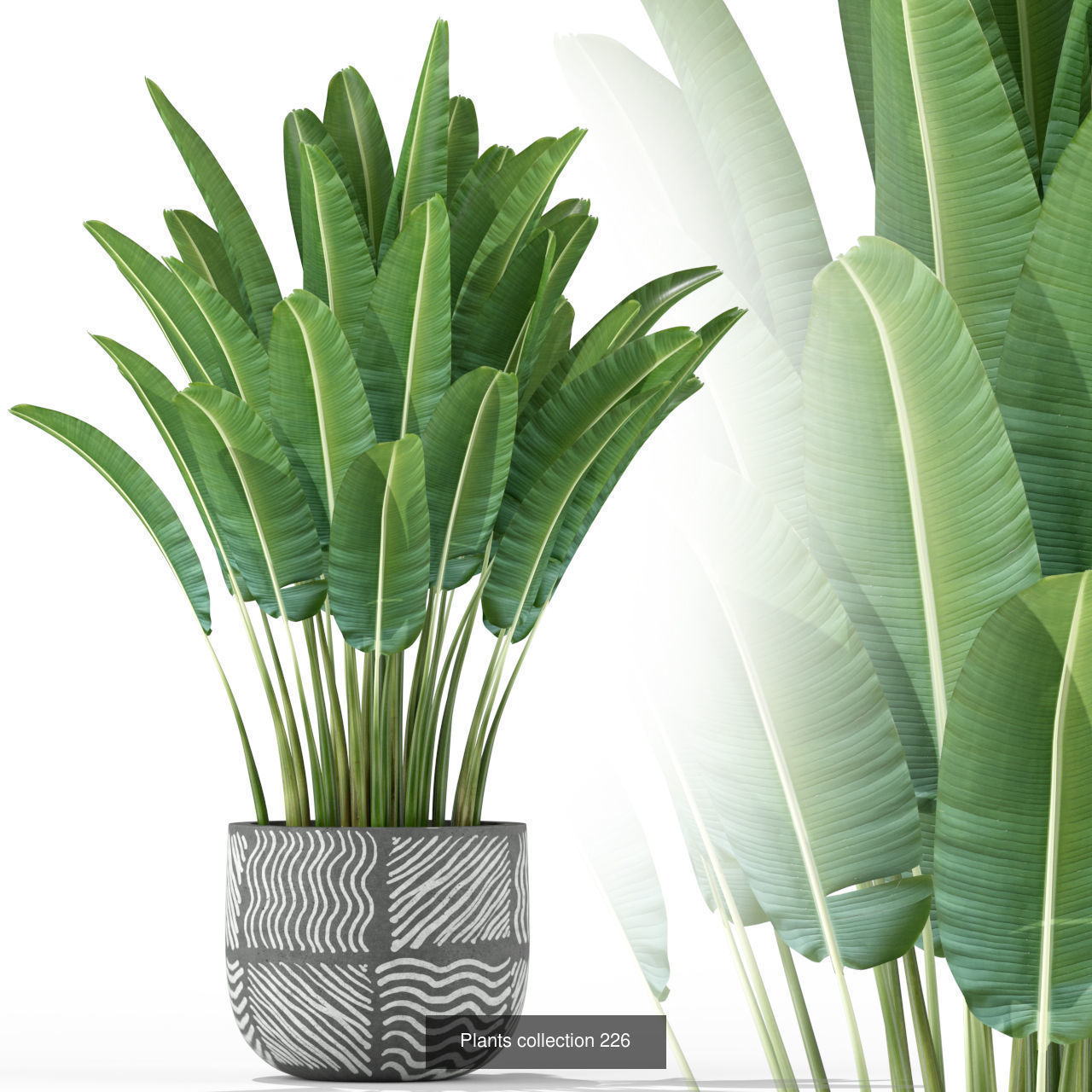 Plant Collection vol-01 _454