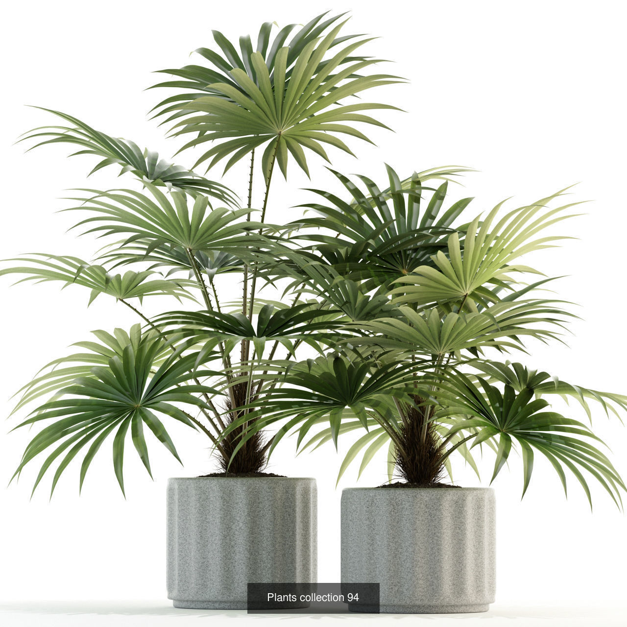 Plant Collection vol-01 _325