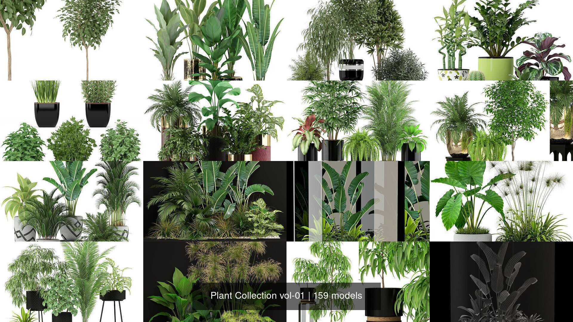 Plant Collection vol-01 _298