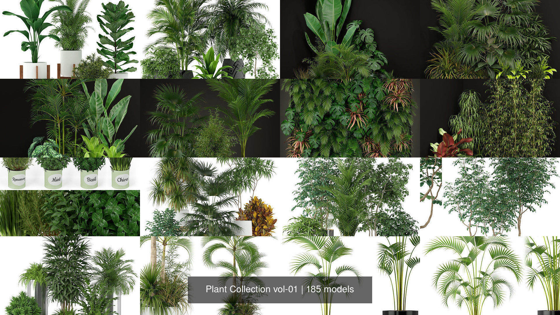 Plant Collection vol-01 _211