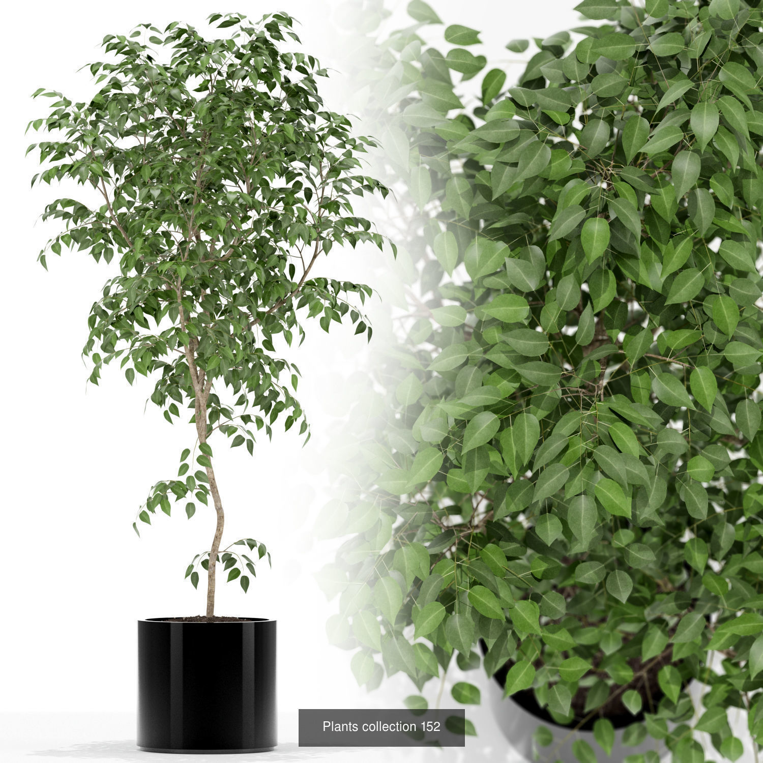 Plant Collection vol-01 _379