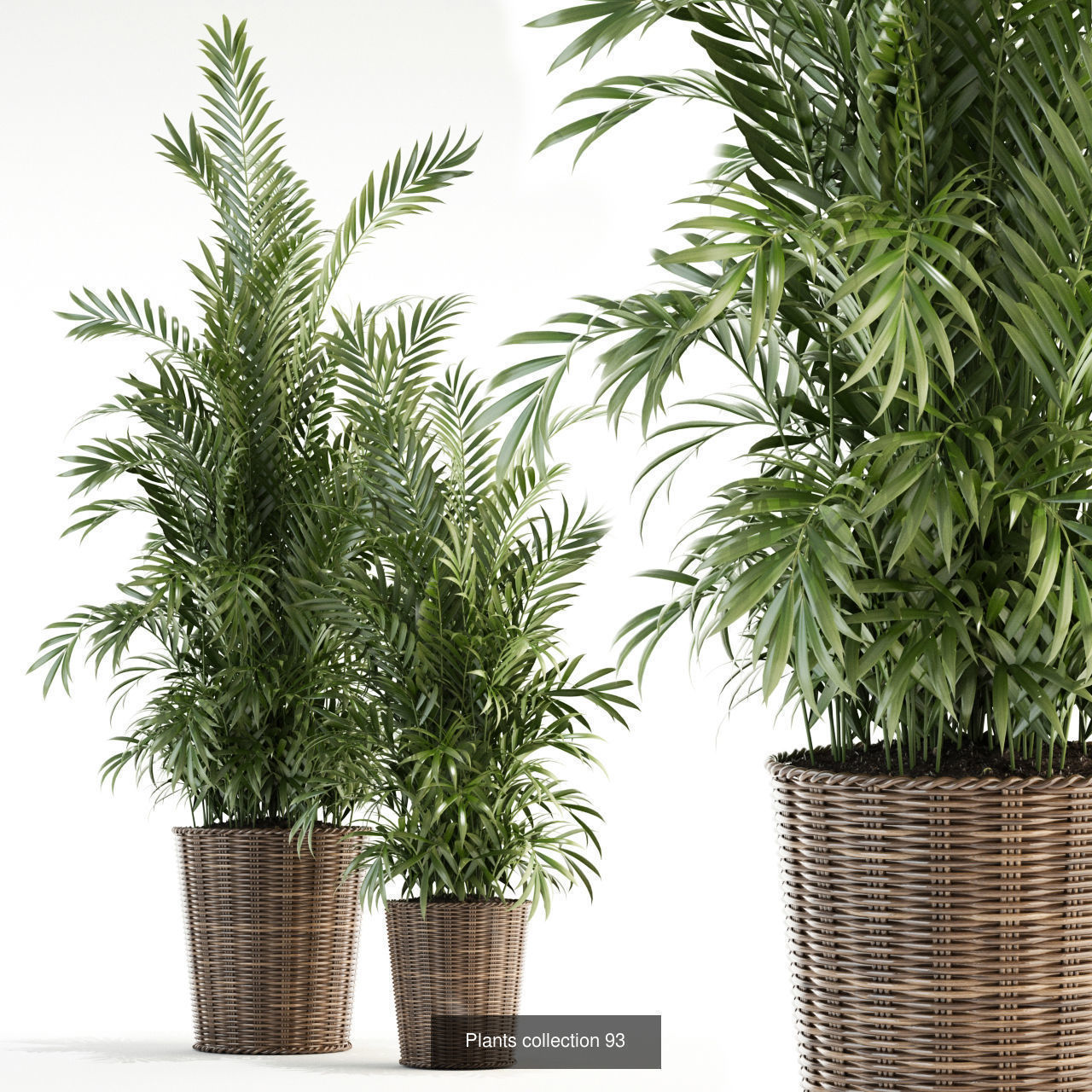 Plant Collection vol-01 _324