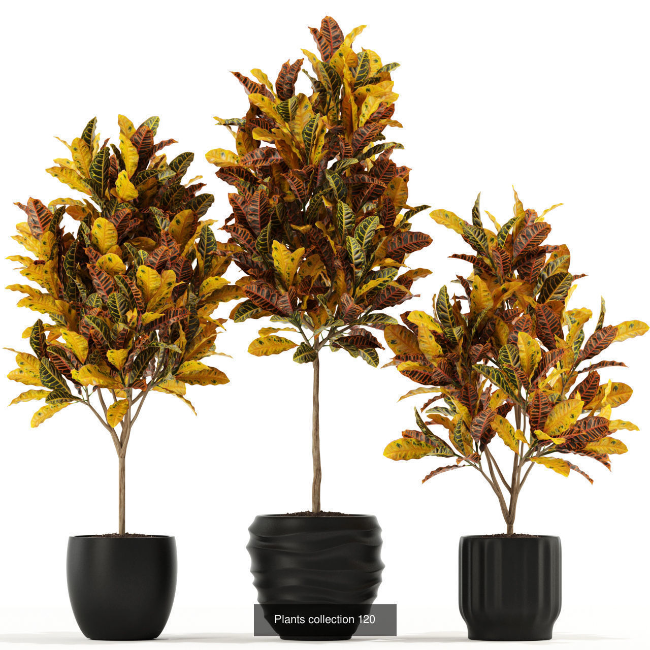 Plant Collection vol-01 _352