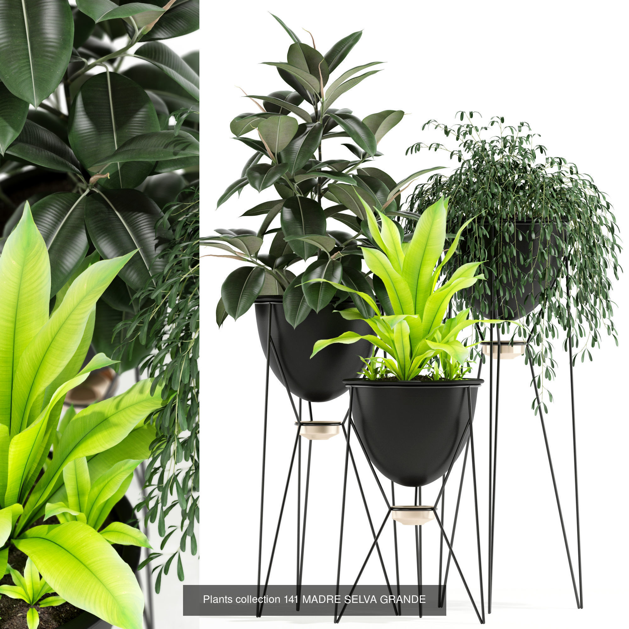 Plant Collection vol-01 _369