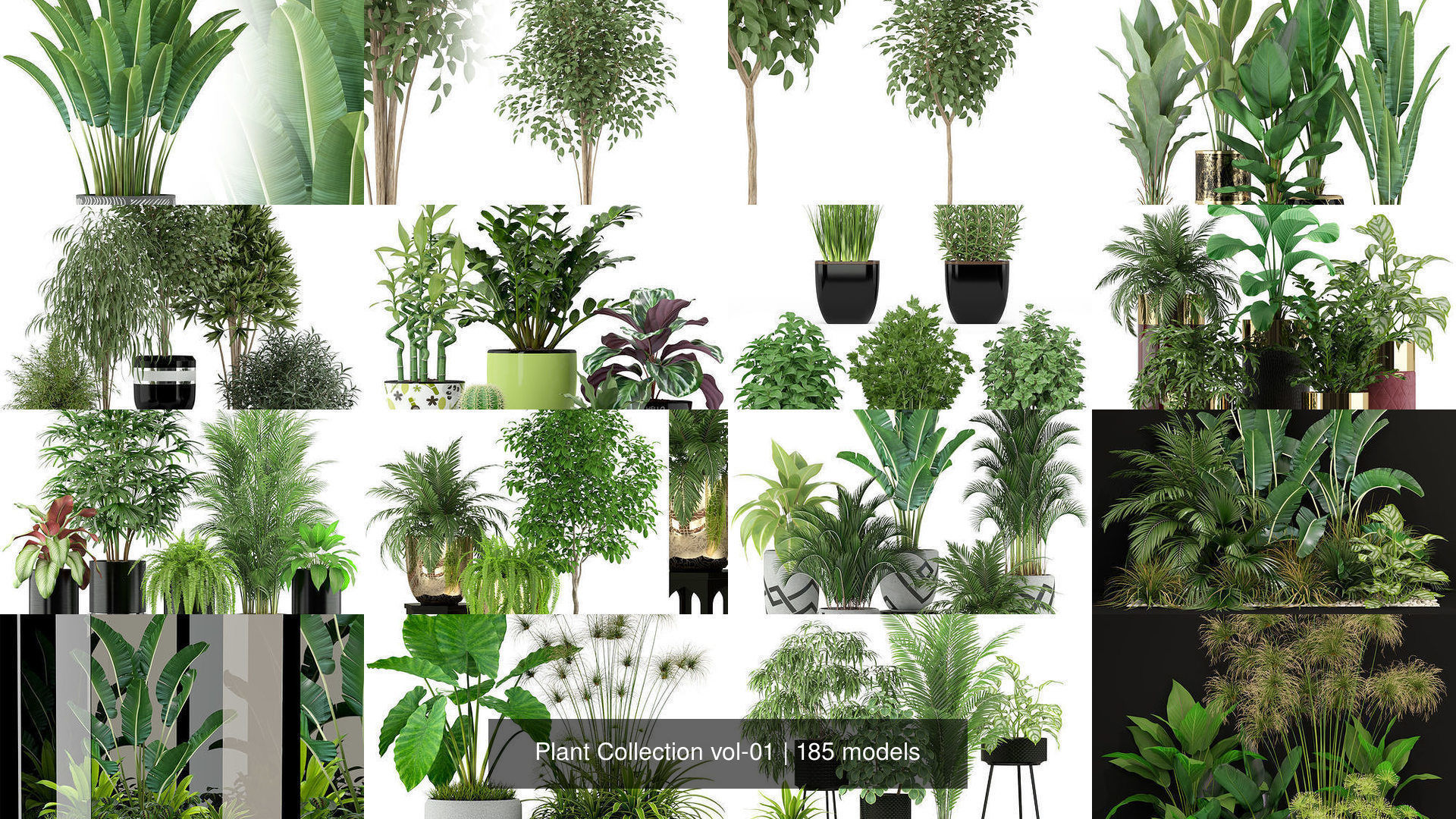Plant Collection vol-01 _273