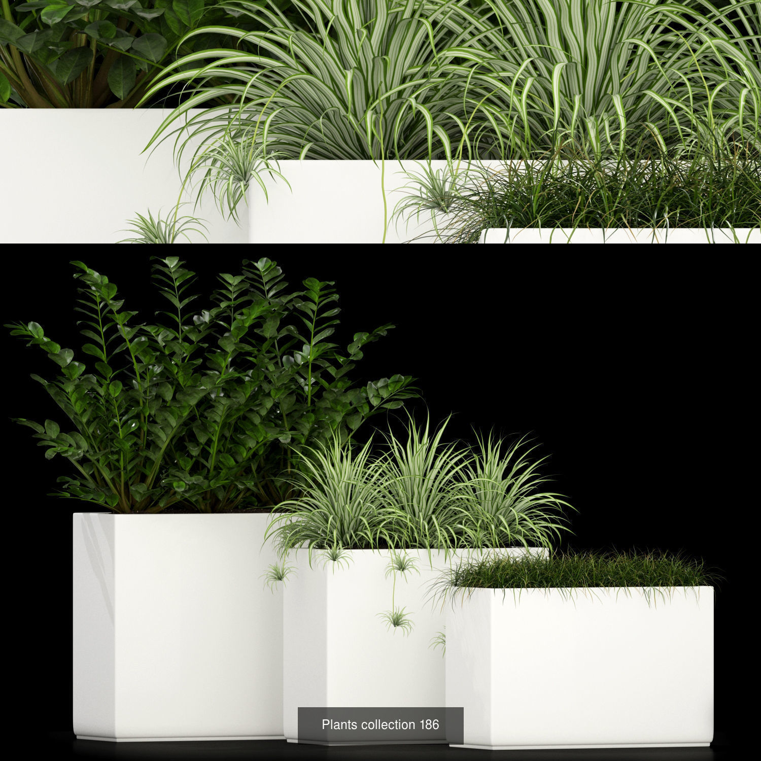 Plant Collection vol-01 _414