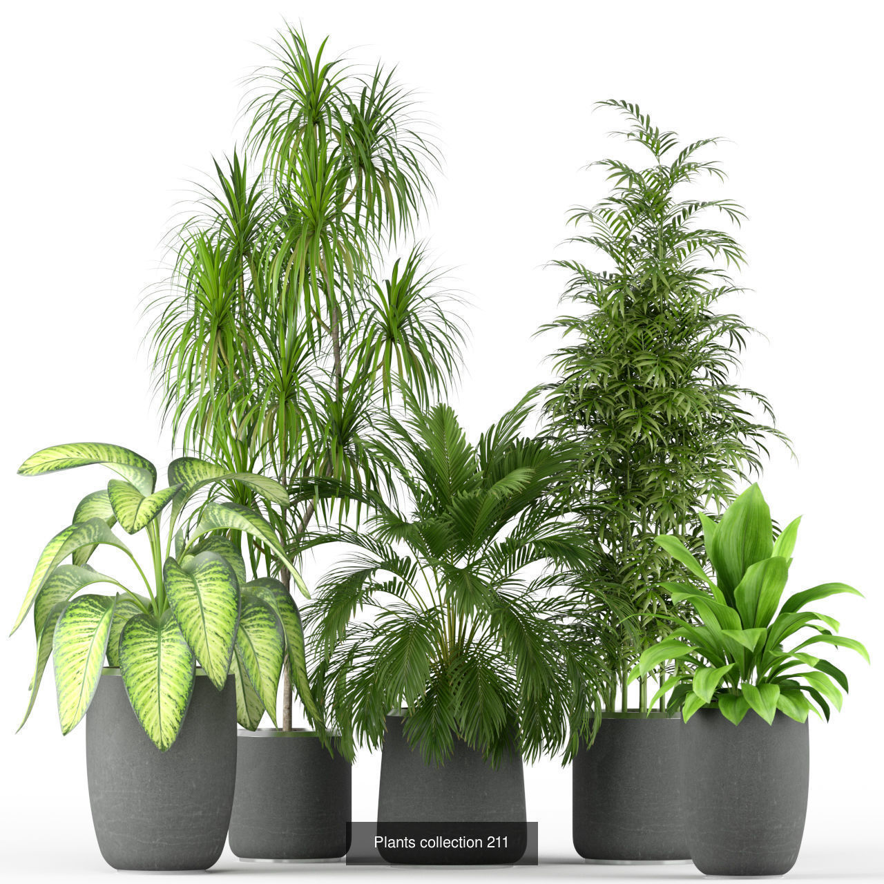 Plant Collection vol-01 _439