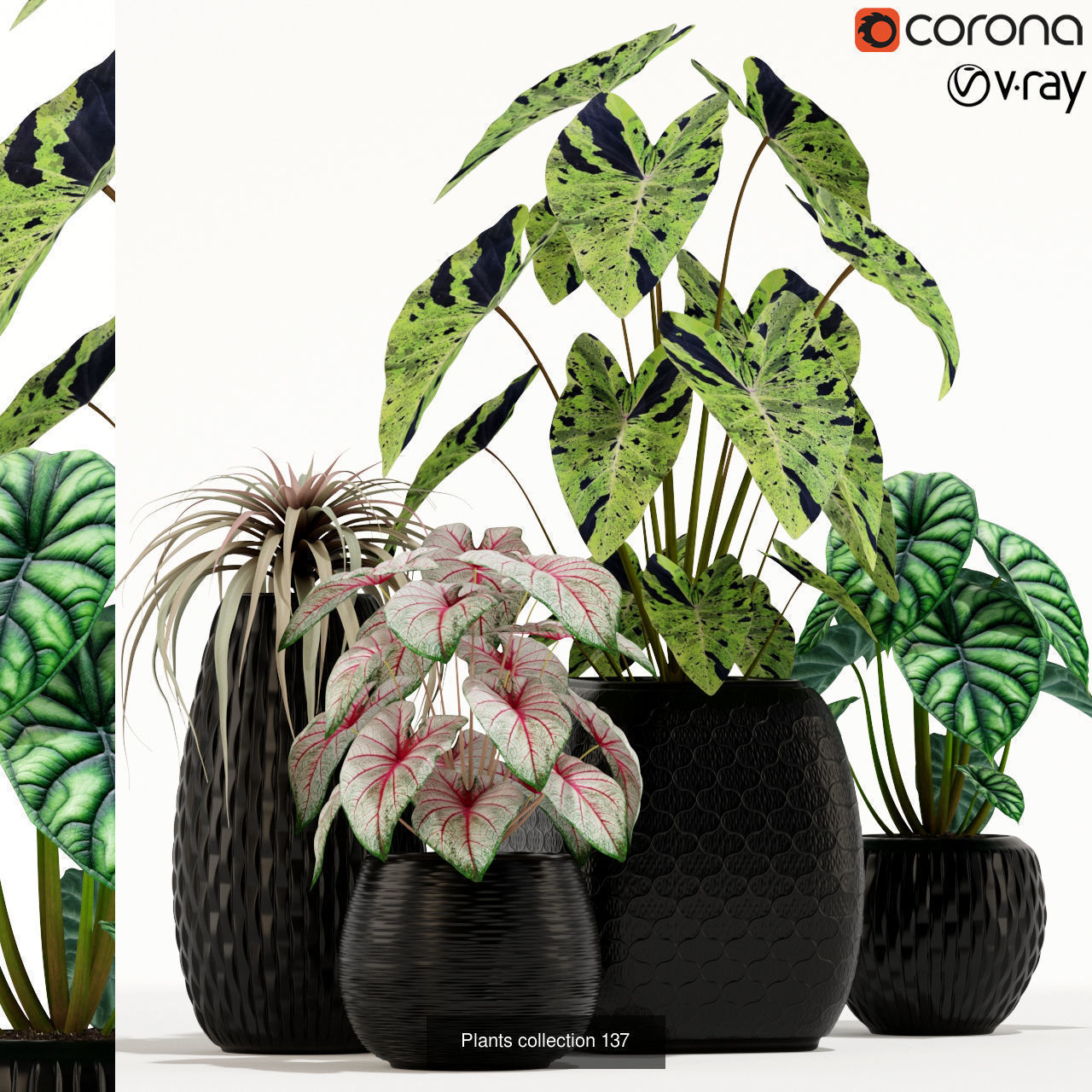 Plant Collection vol-01 _365