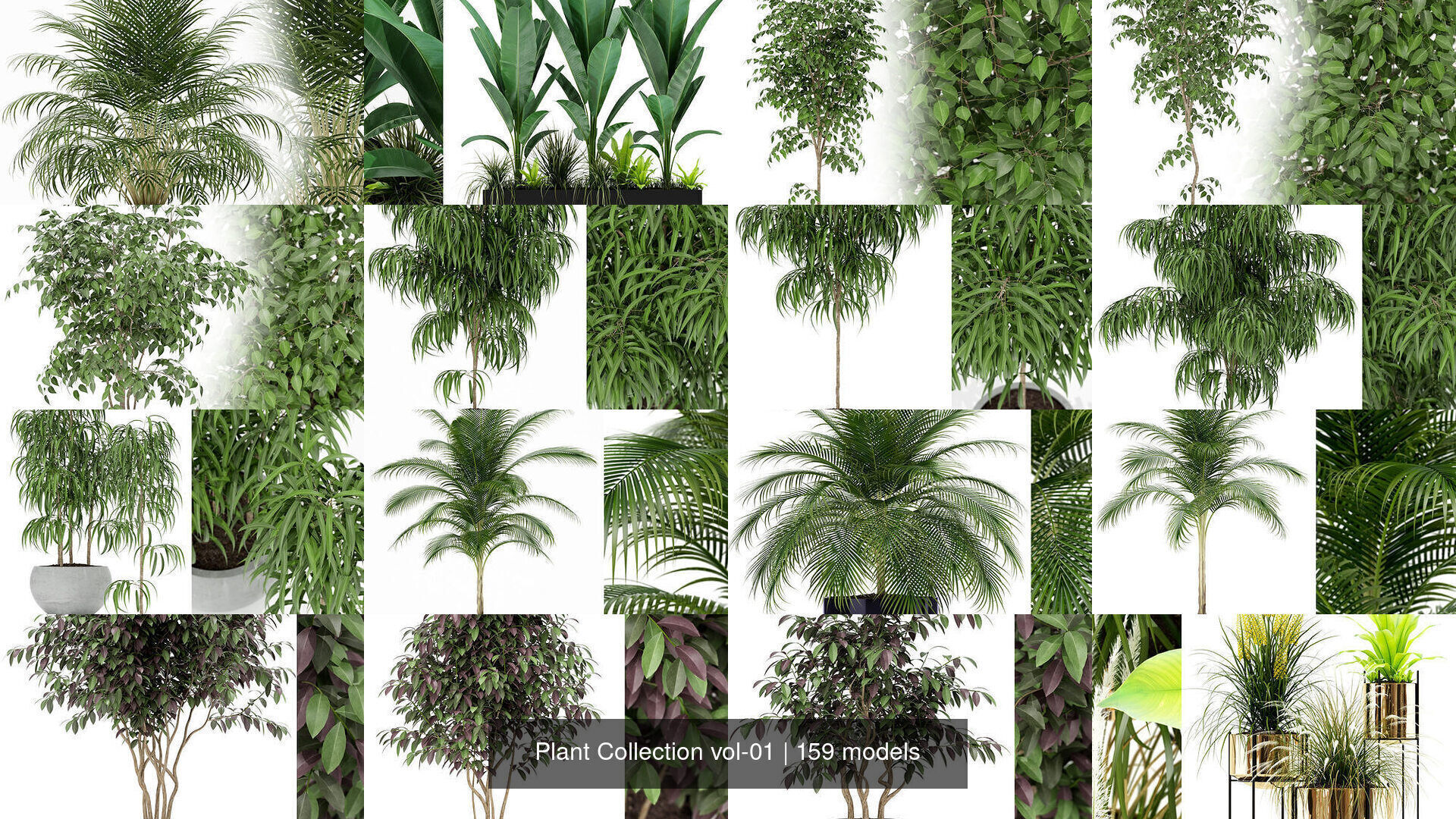 Plant Collection vol-01 _136