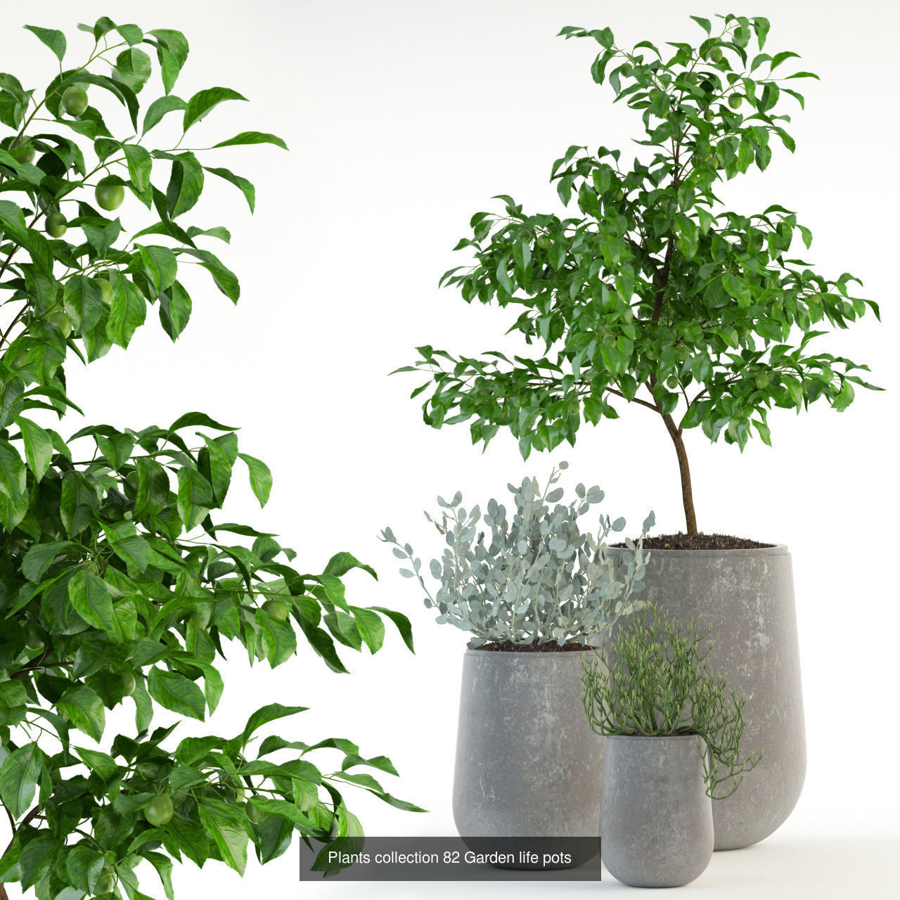 Plant Collection vol-01 _313