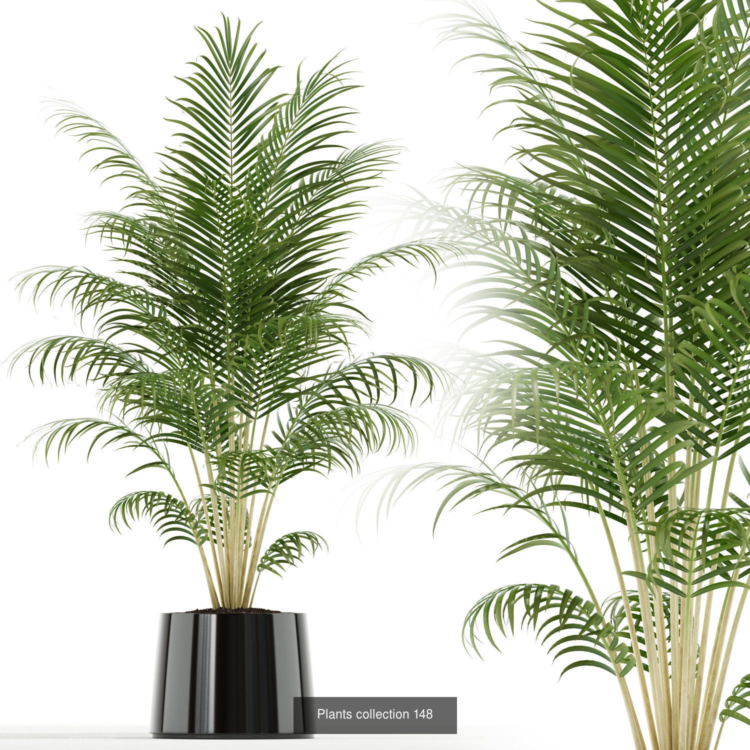 Plant Collection vol-01 _375