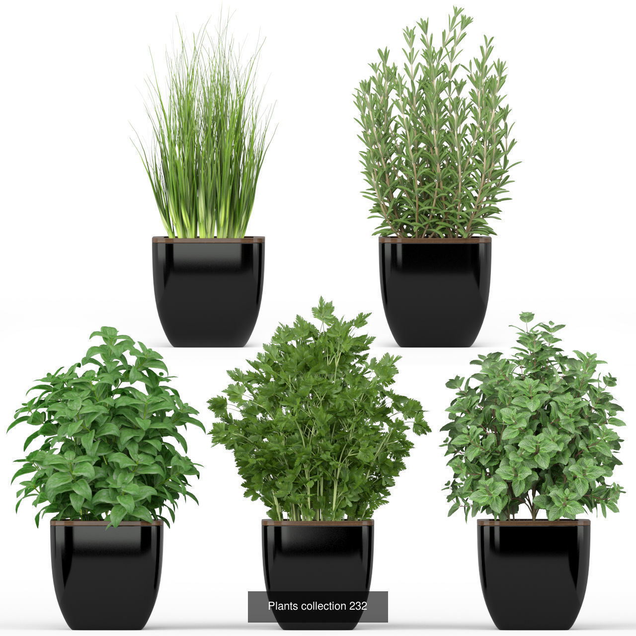 Plant Collection vol-01 _460