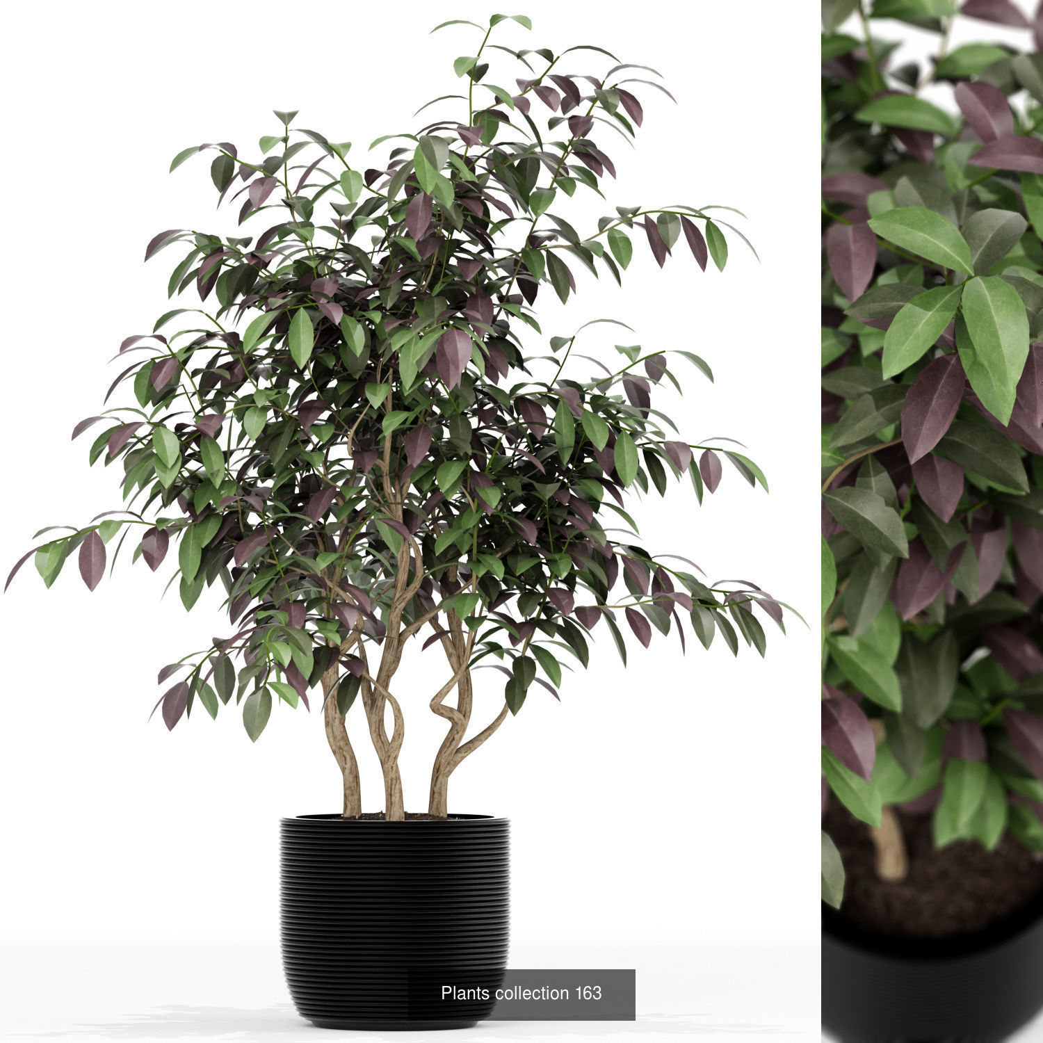 Plant Collection vol-01 _390