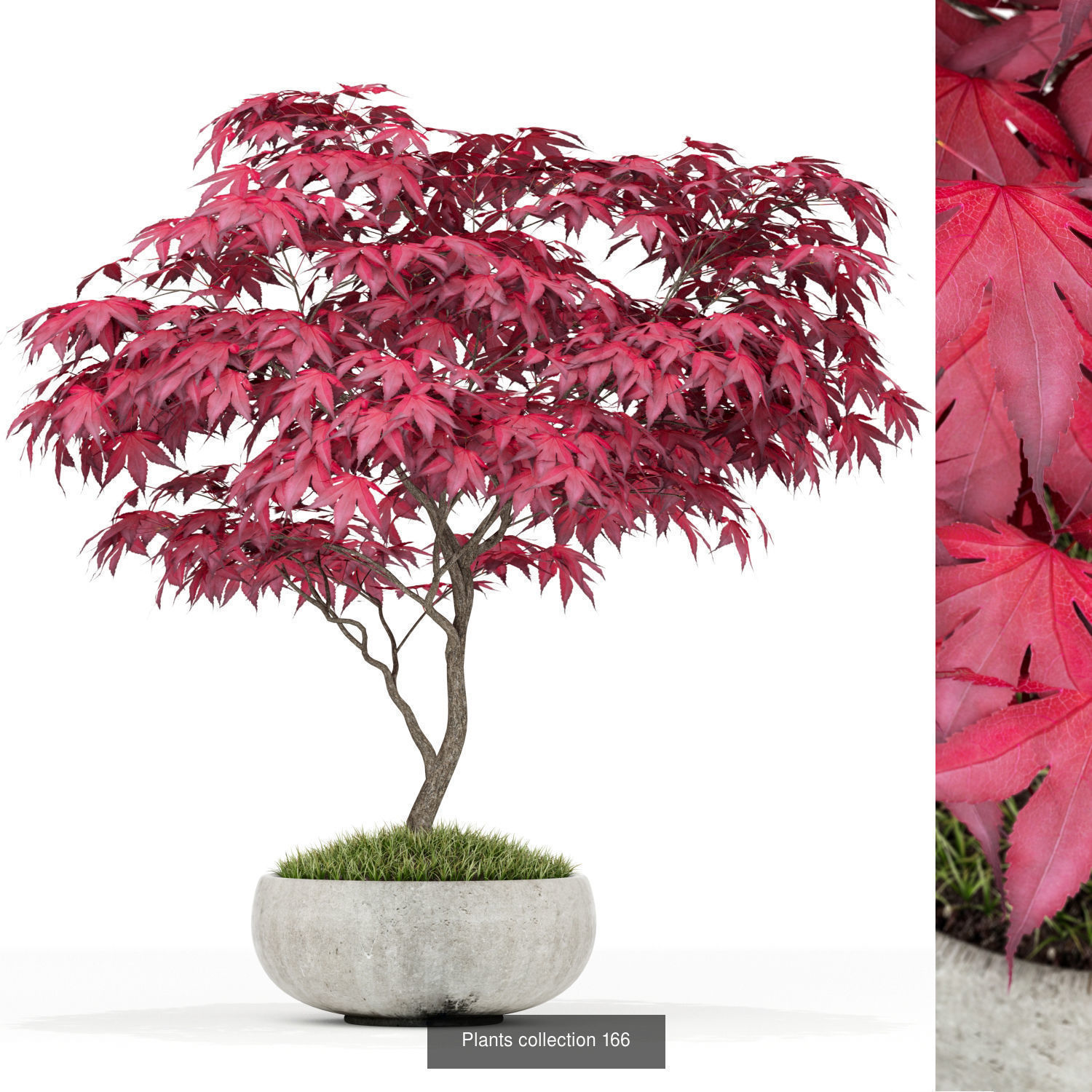 Plant Collection vol-01 _394