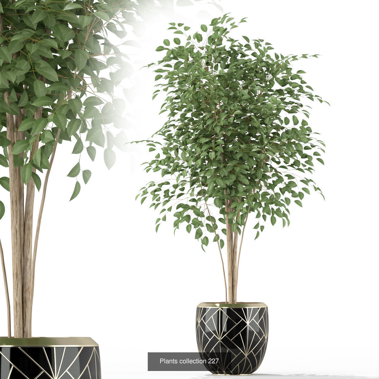 Plant Collection vol-01 _455