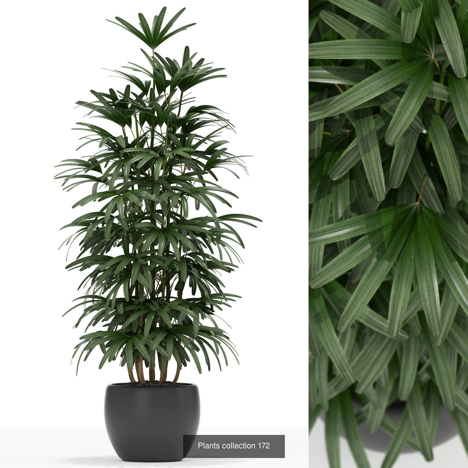 Plant Collection vol-01 _400