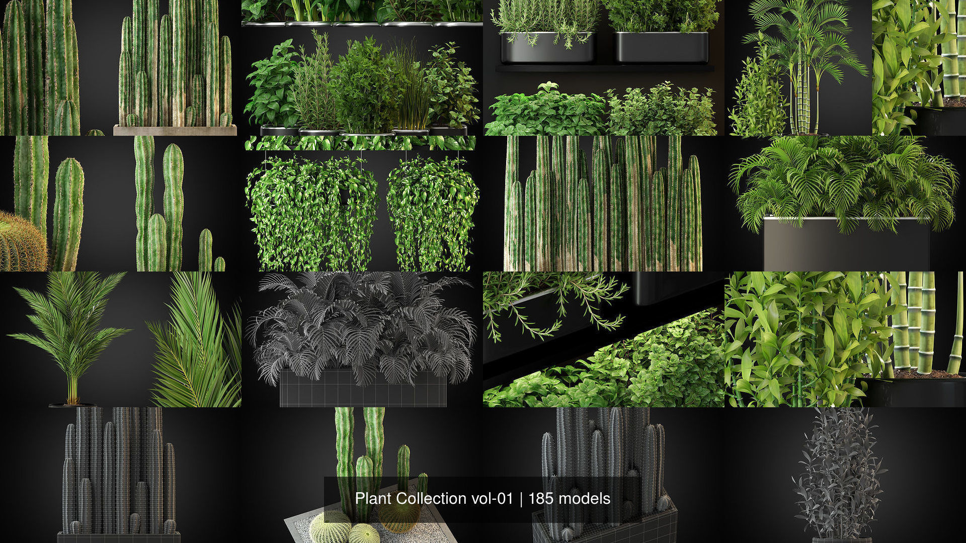 Plant Collection vol-01 _311