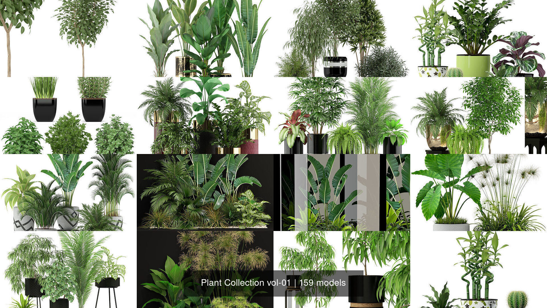 Plant Collection vol-01 _289