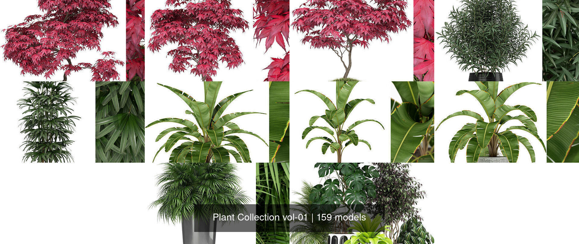 Plant Collection vol-01 _166