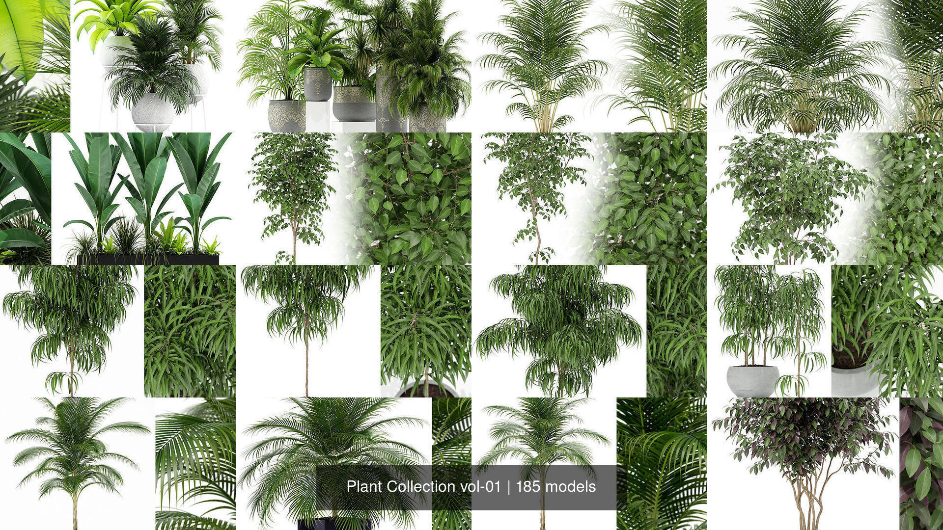 Plant Collection vol-01 _116