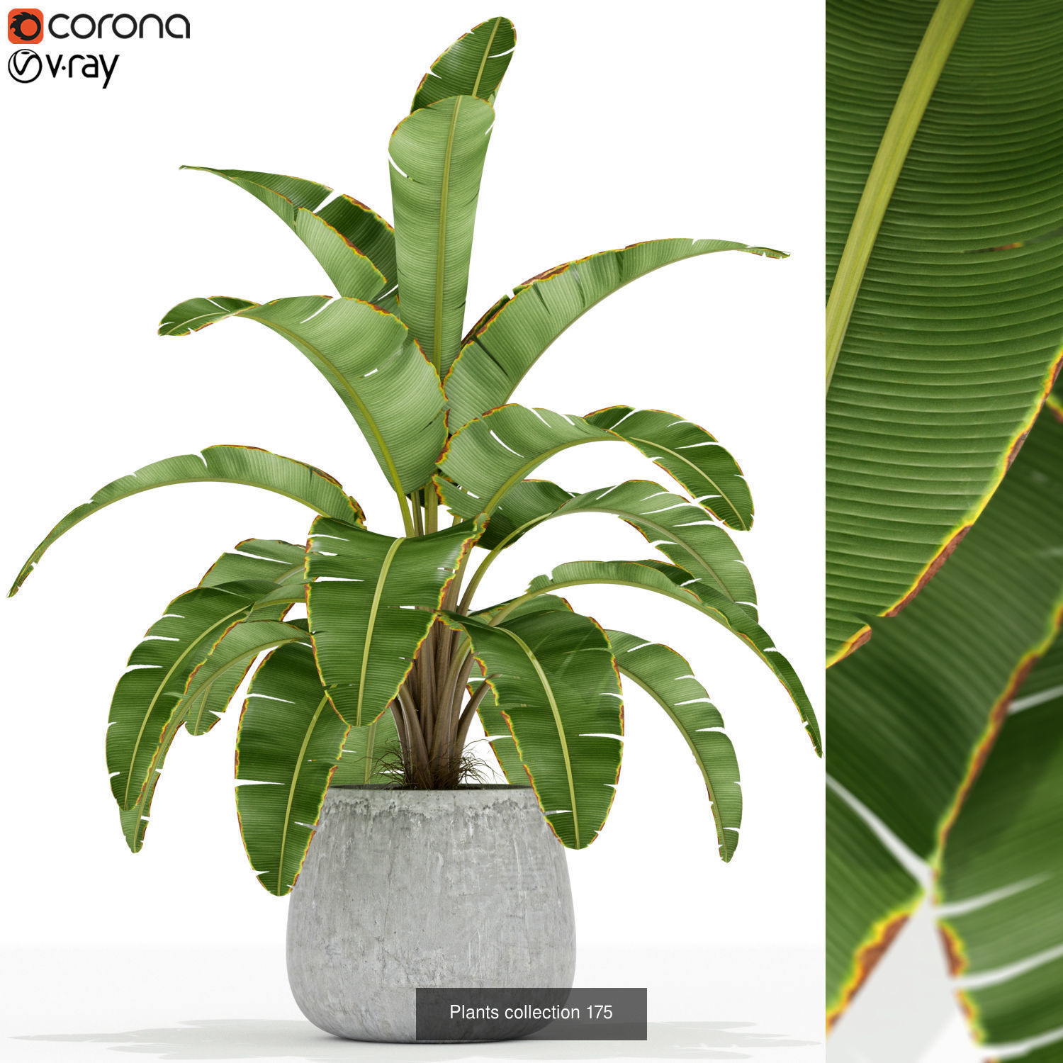 Plant Collection vol-01 _403