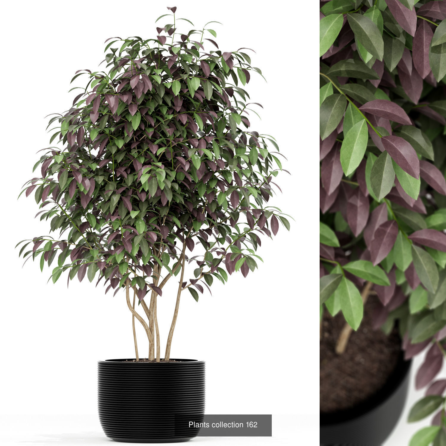 Plant Collection vol-01 _389