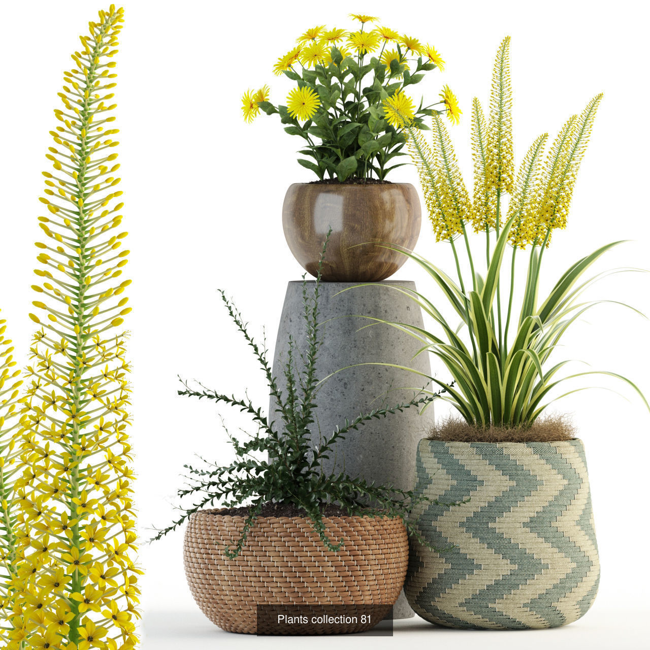 Plant Collection vol-01 _312