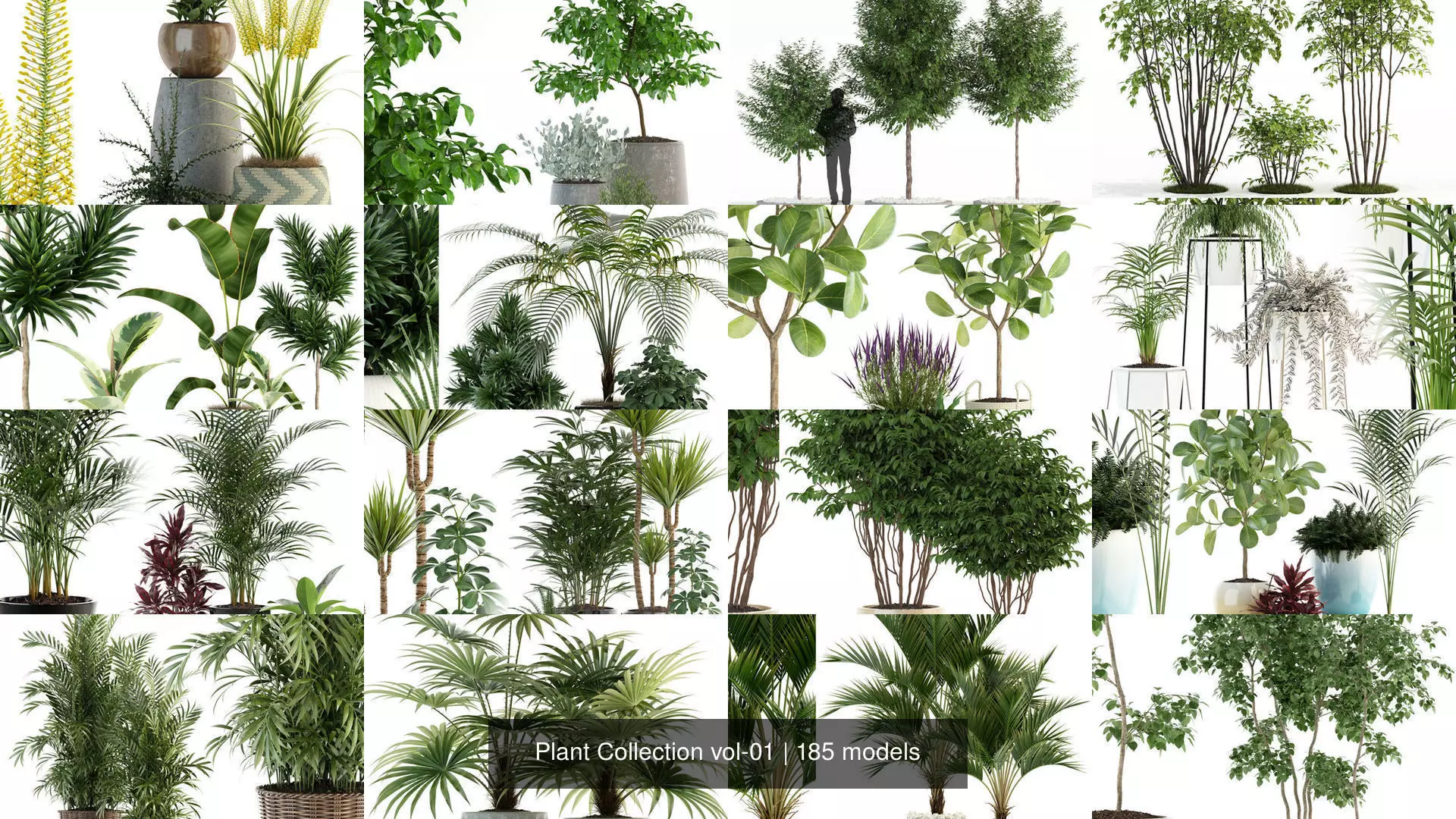 Plant Collection vol-01 _1