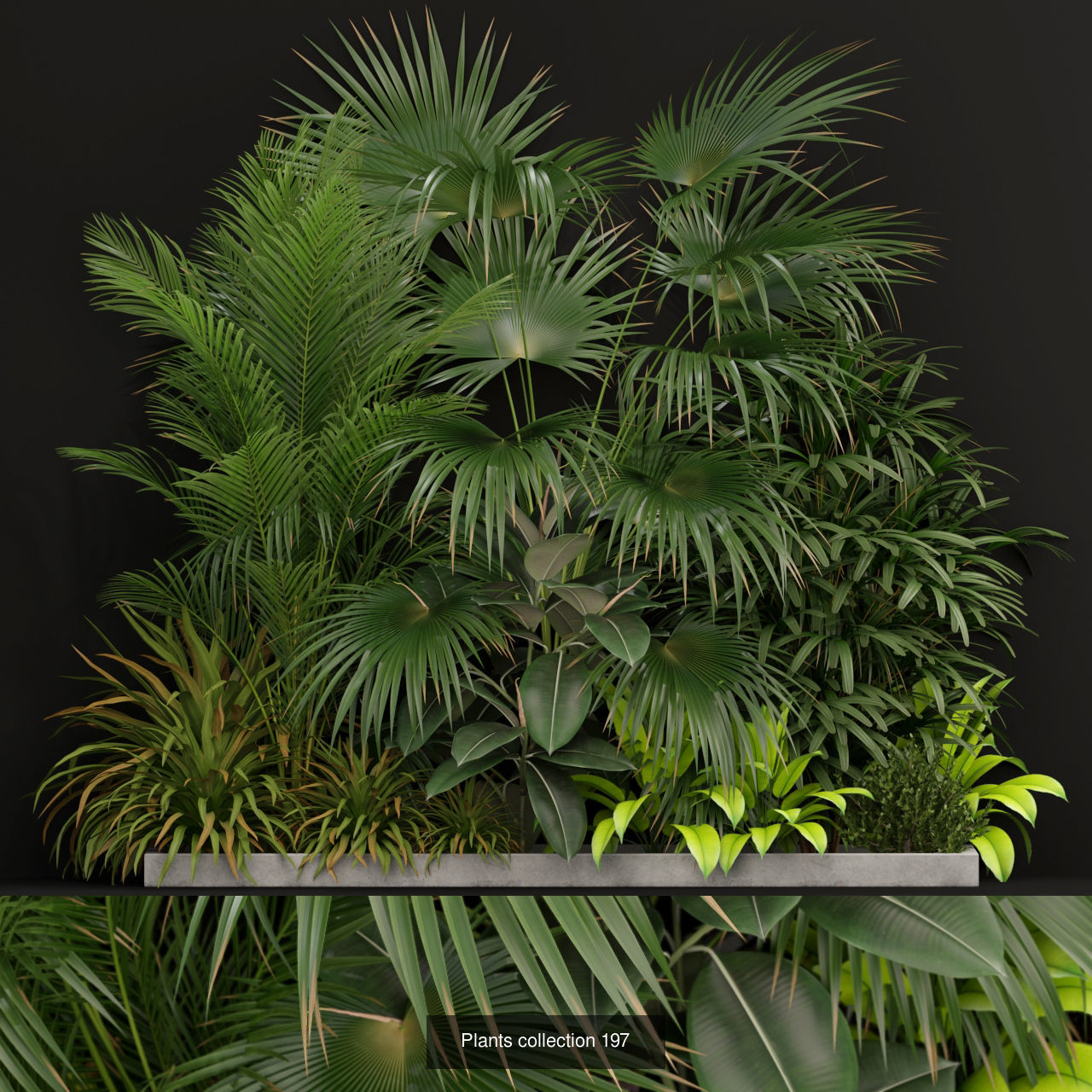 Plant Collection vol-01 _425