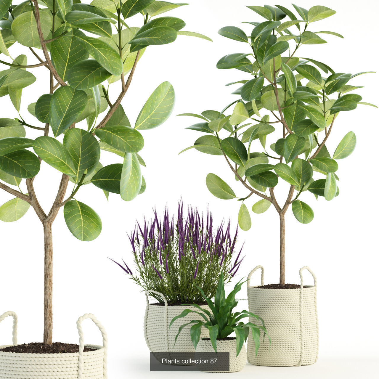 Plant Collection vol-01 _318