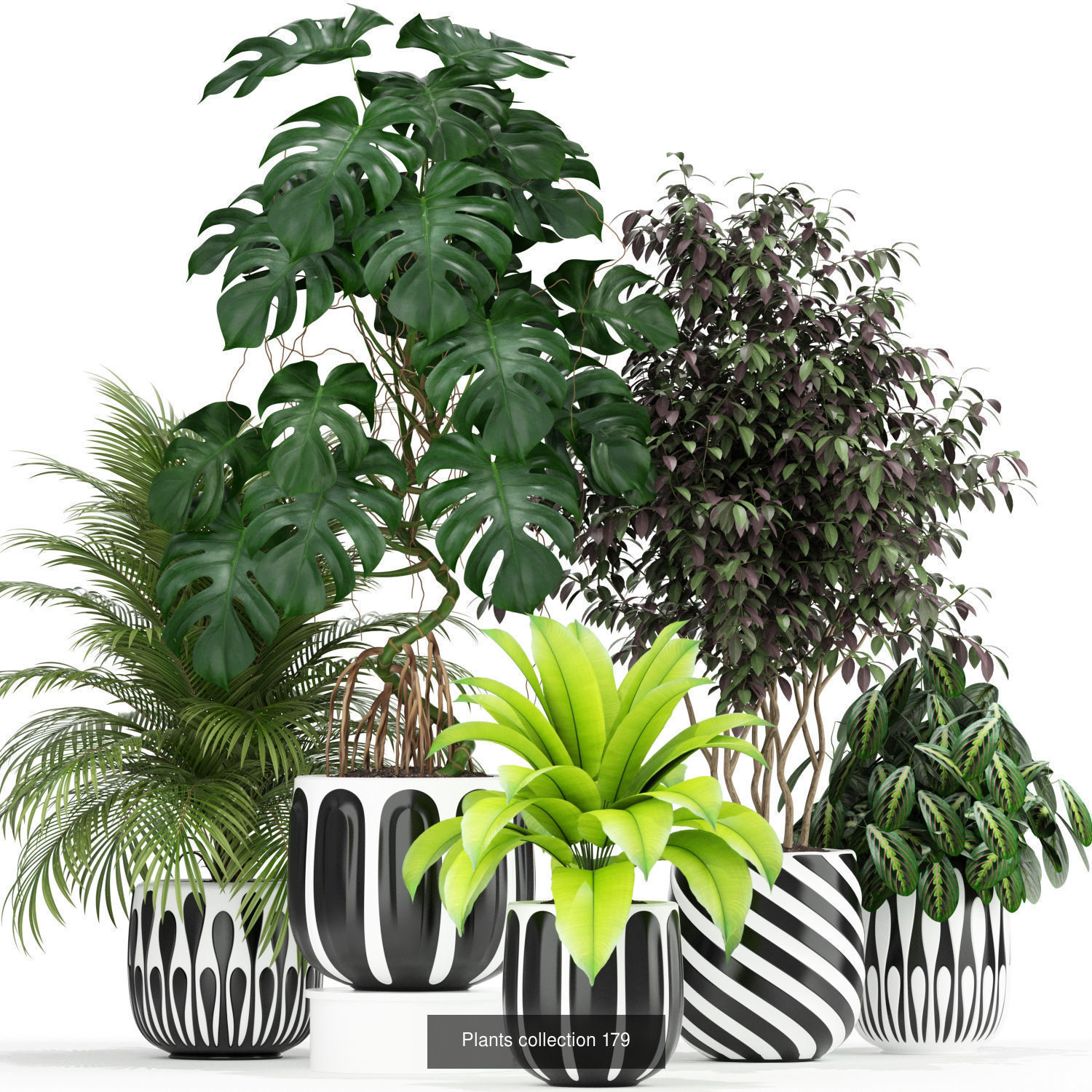 Plant Collection vol-01 _407