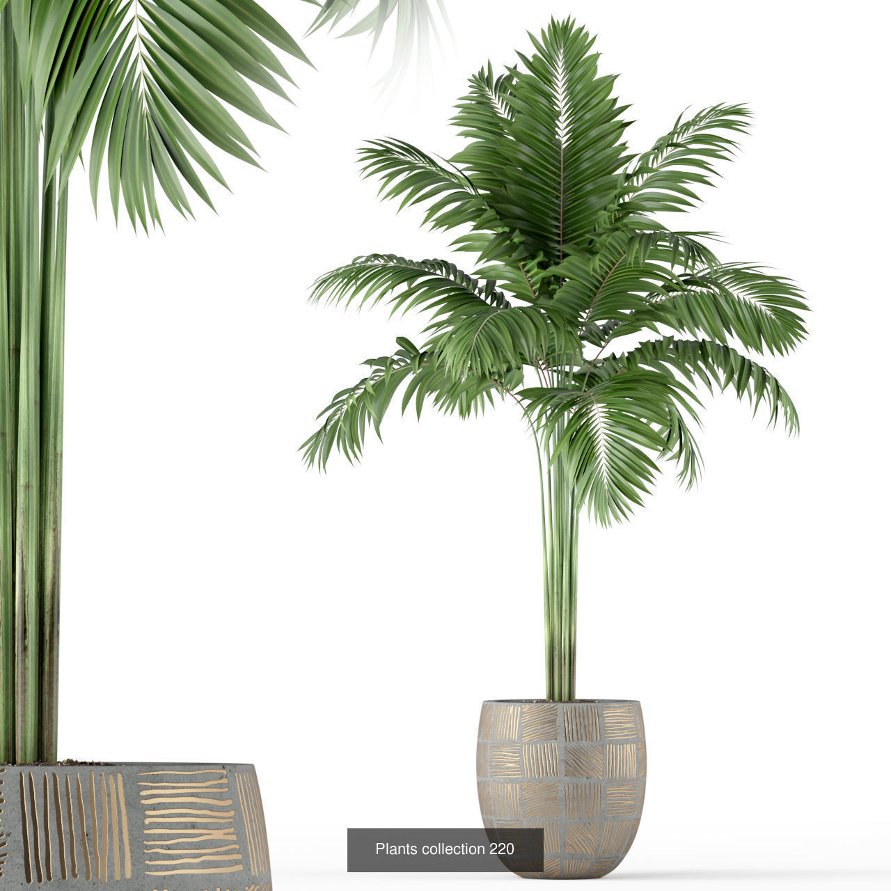 Plant Collection vol-01 _448