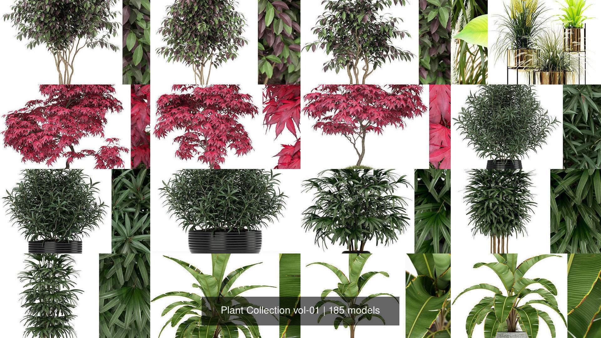 Plant Collection vol-01 _148