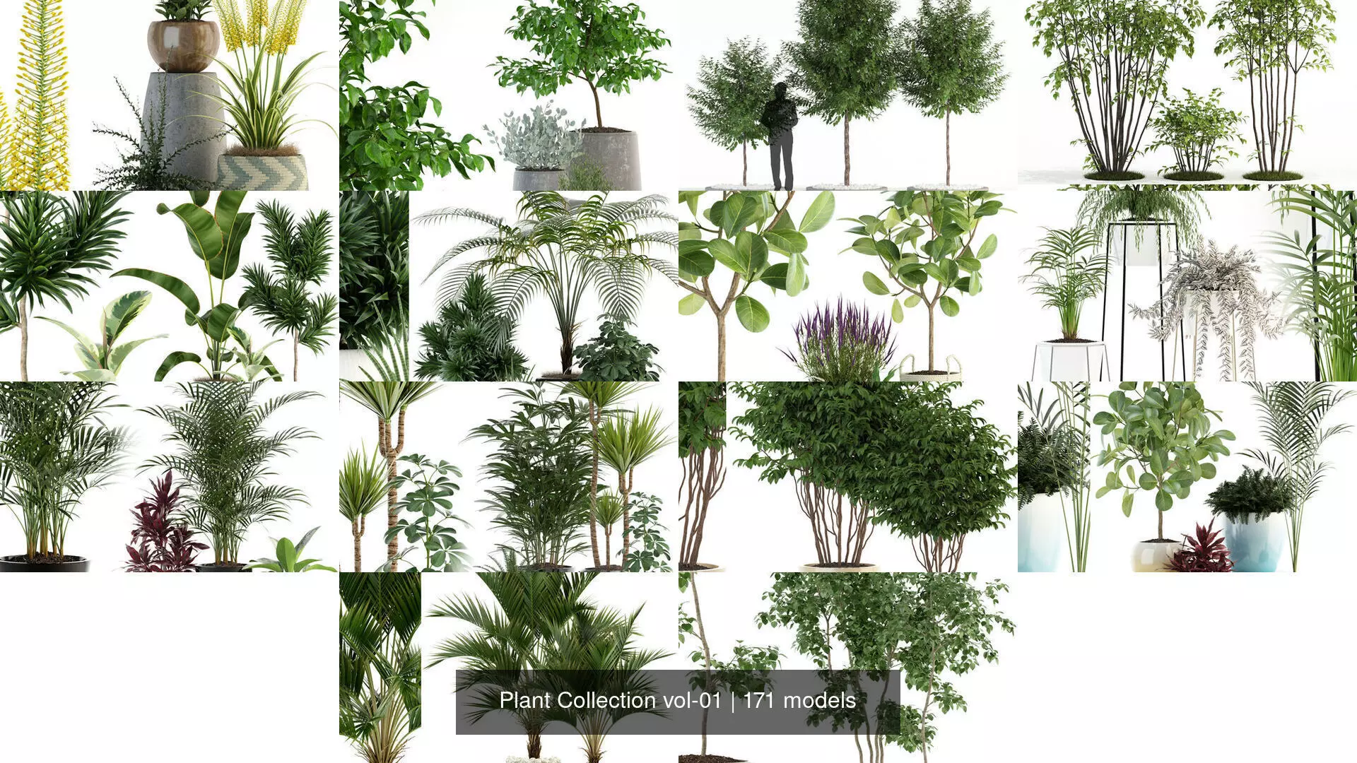 Plant Collection vol-01 _14
