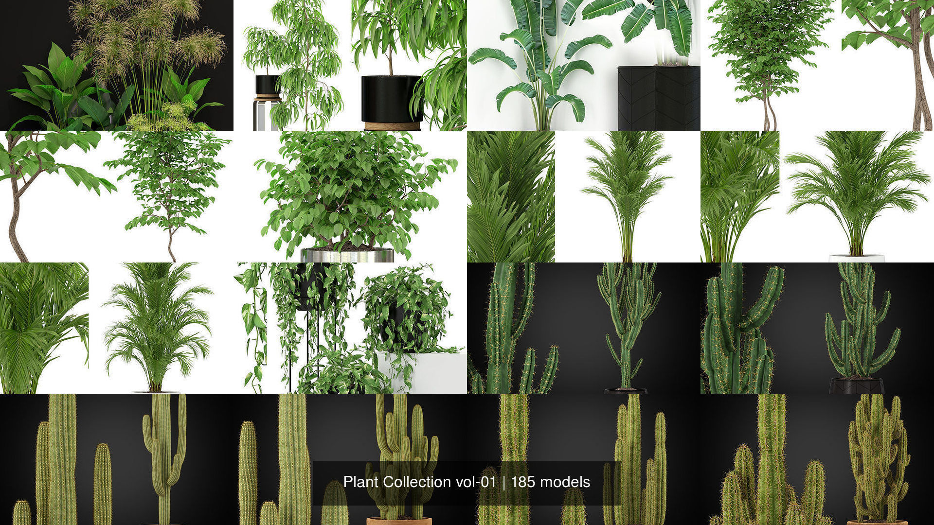 Plant Collection vol-01 _302