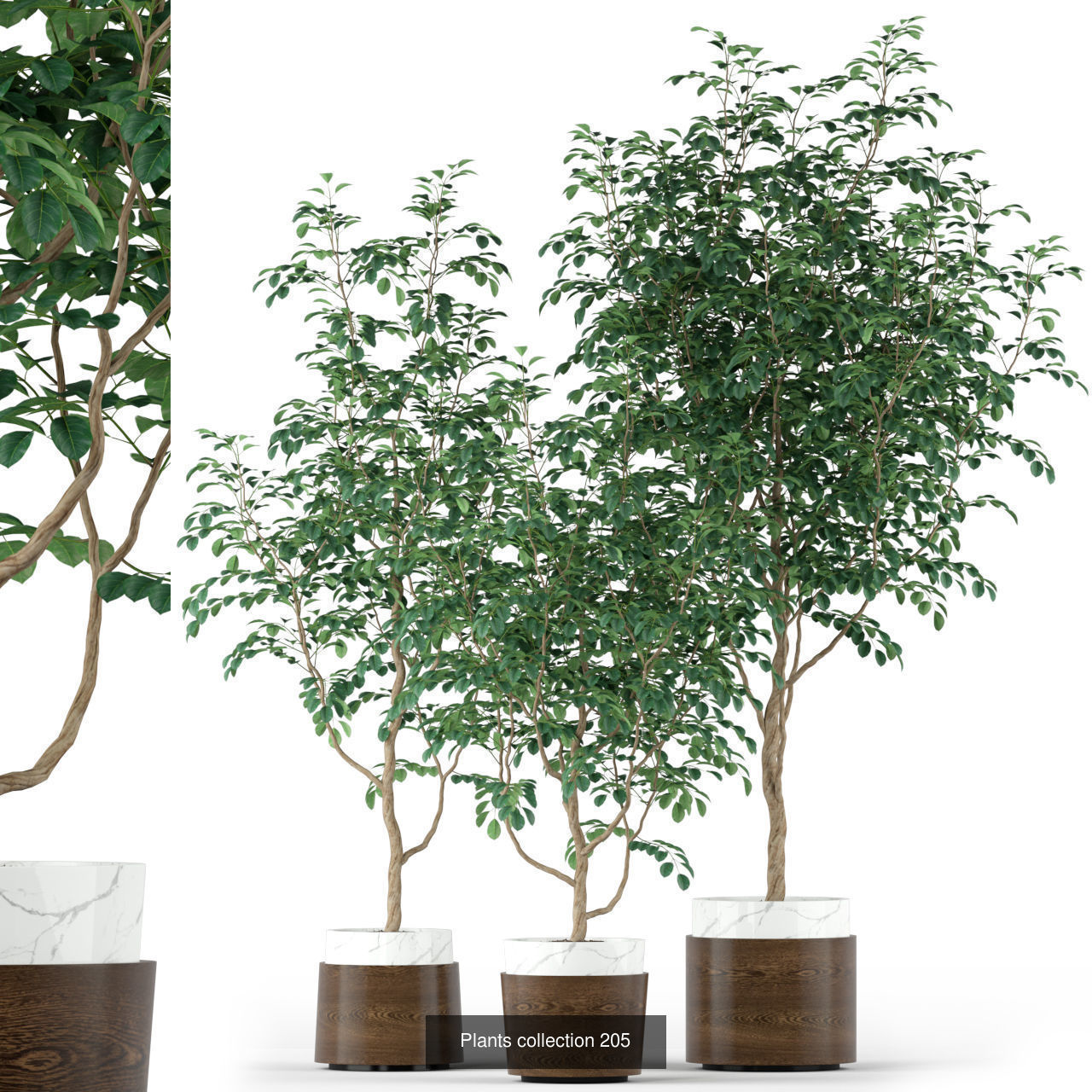 Plant Collection vol-01 _433