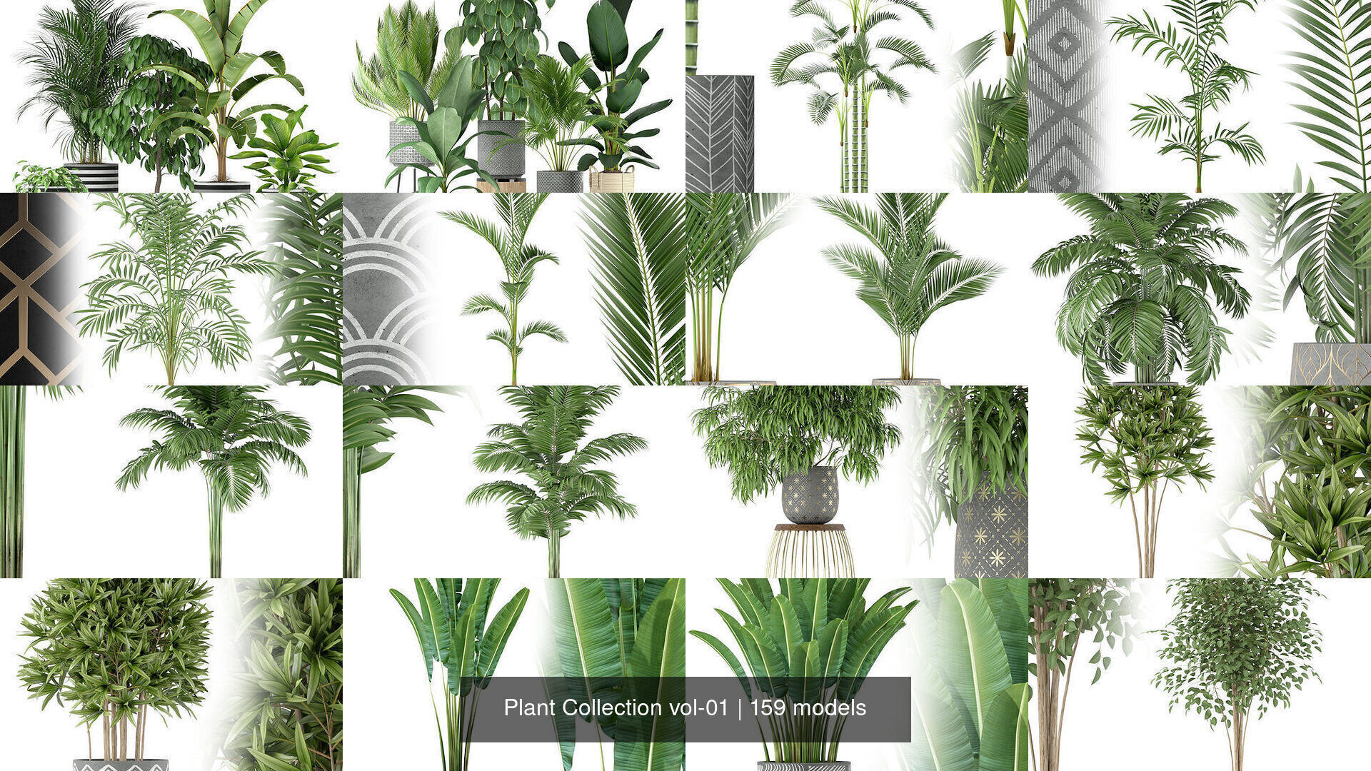 Plant Collection vol-01 _245