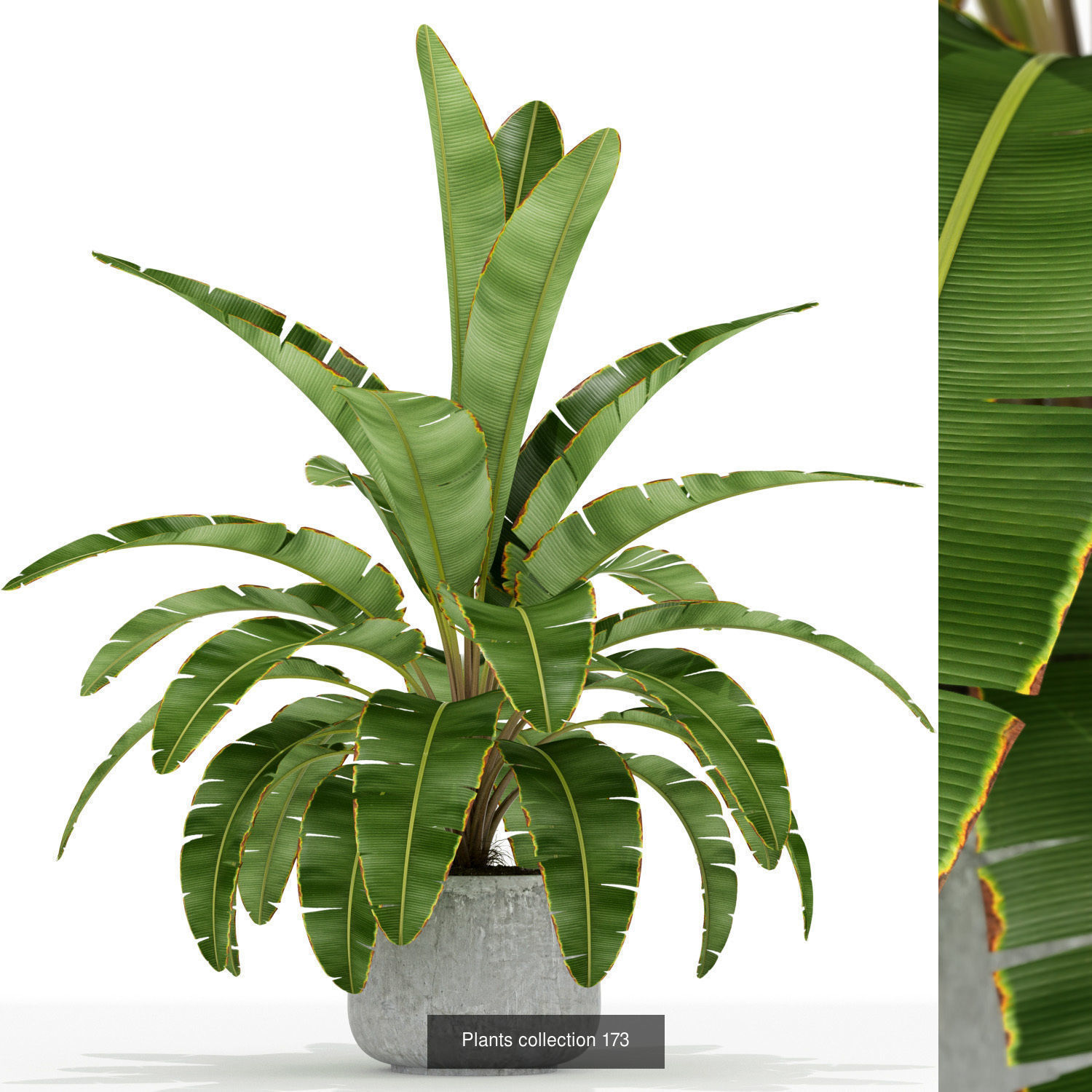 Plant Collection vol-01 _401