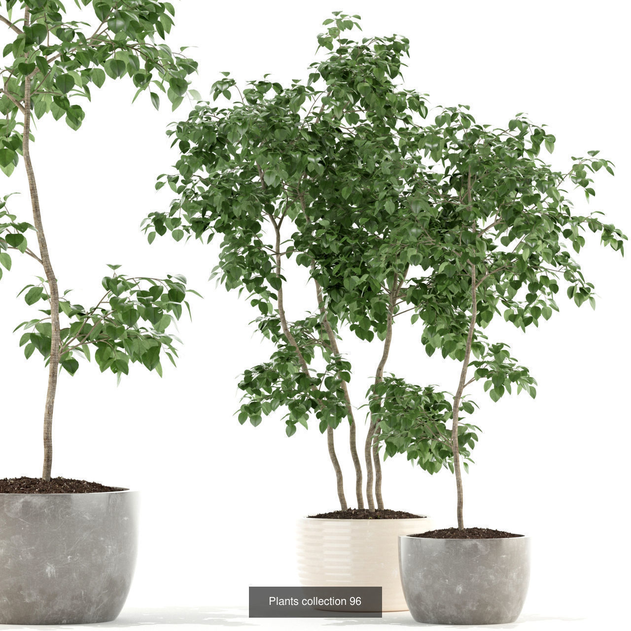 Plant Collection vol-01 _327