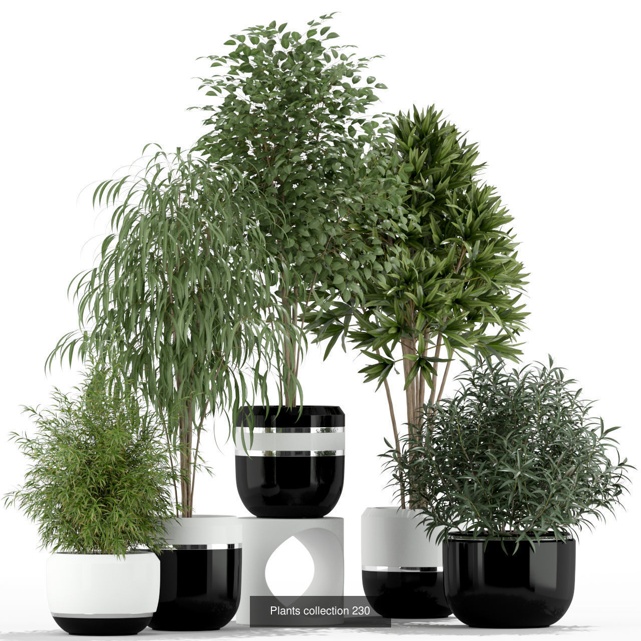 Plant Collection vol-01 _458