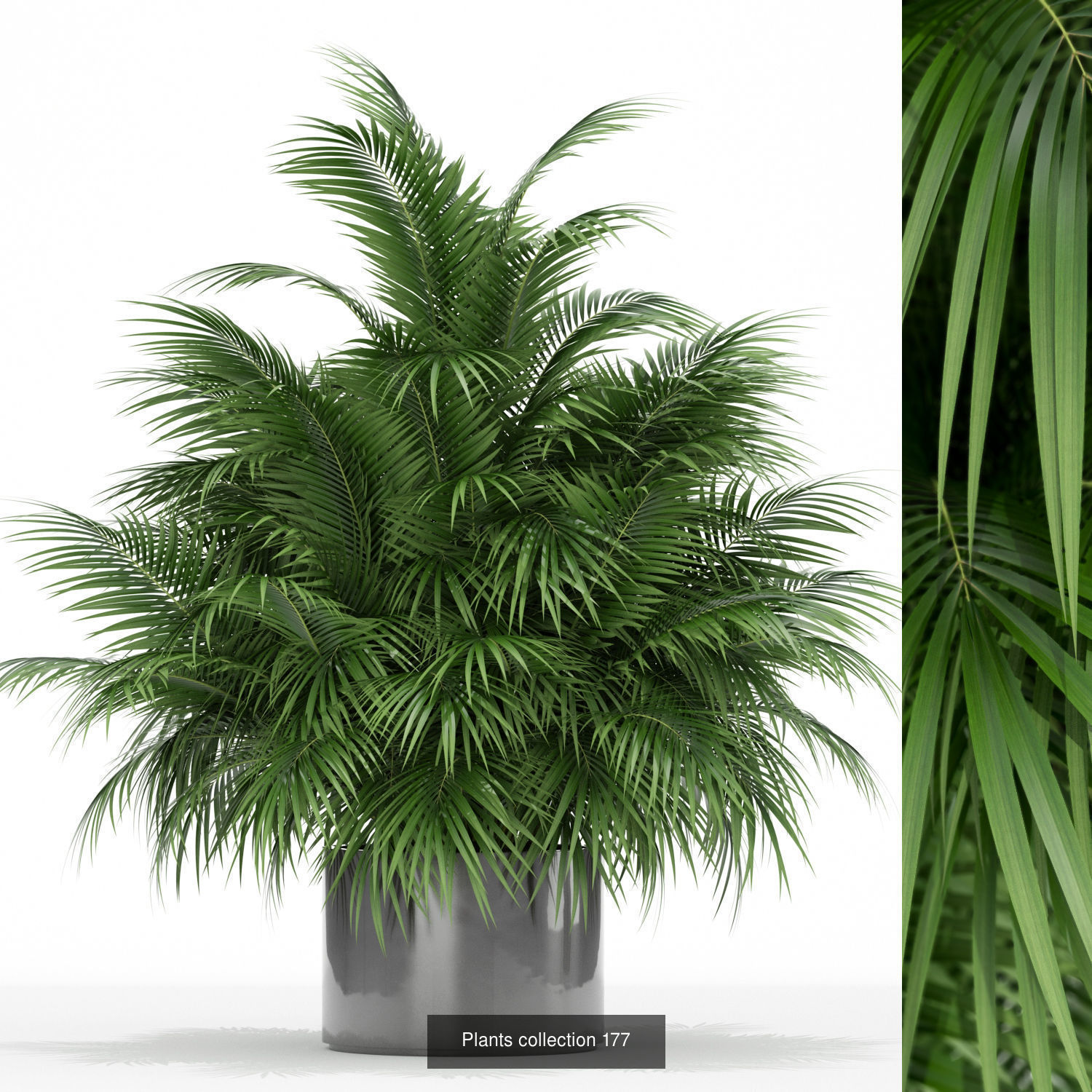 Plant Collection vol-01 _405