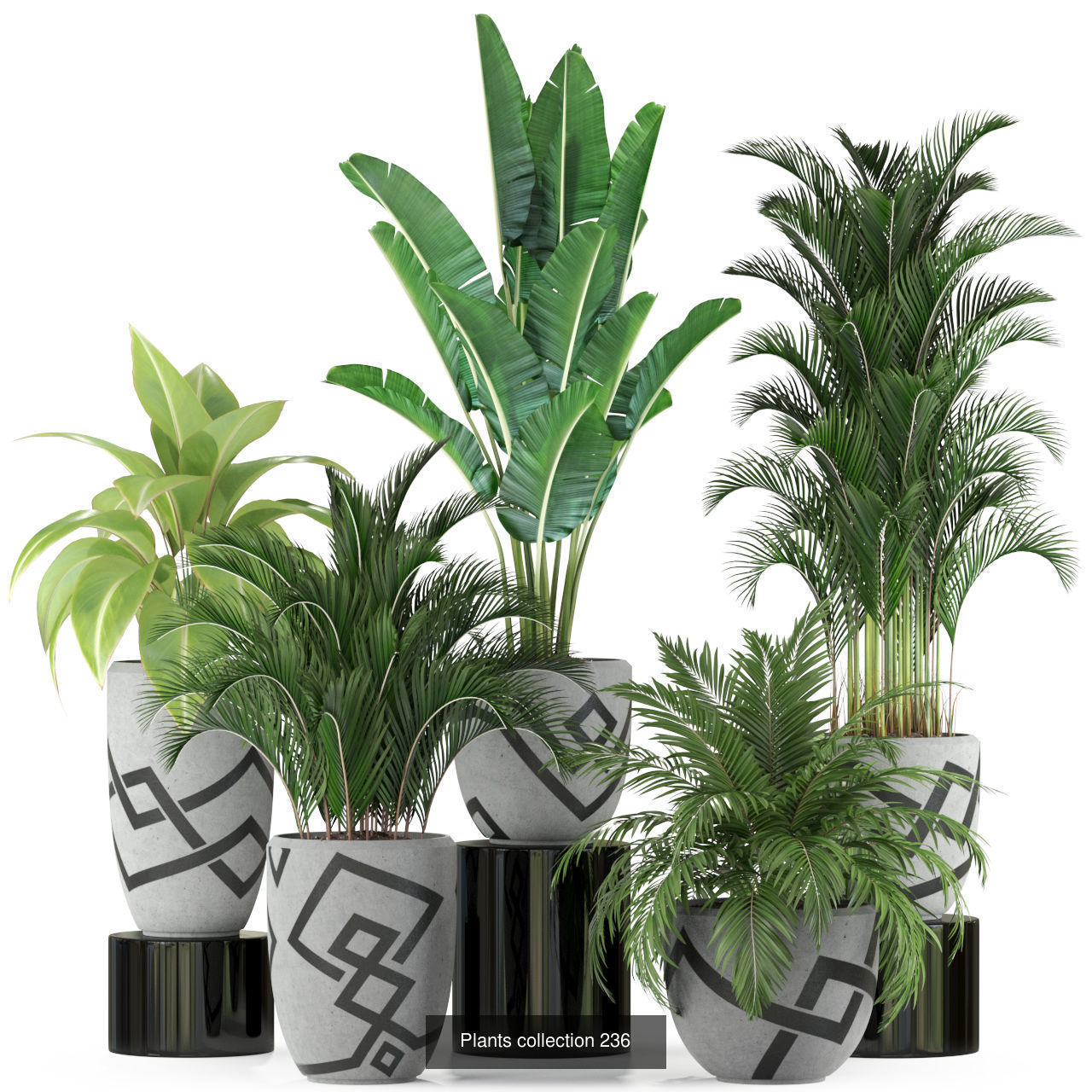 Plant Collection vol-01 _464