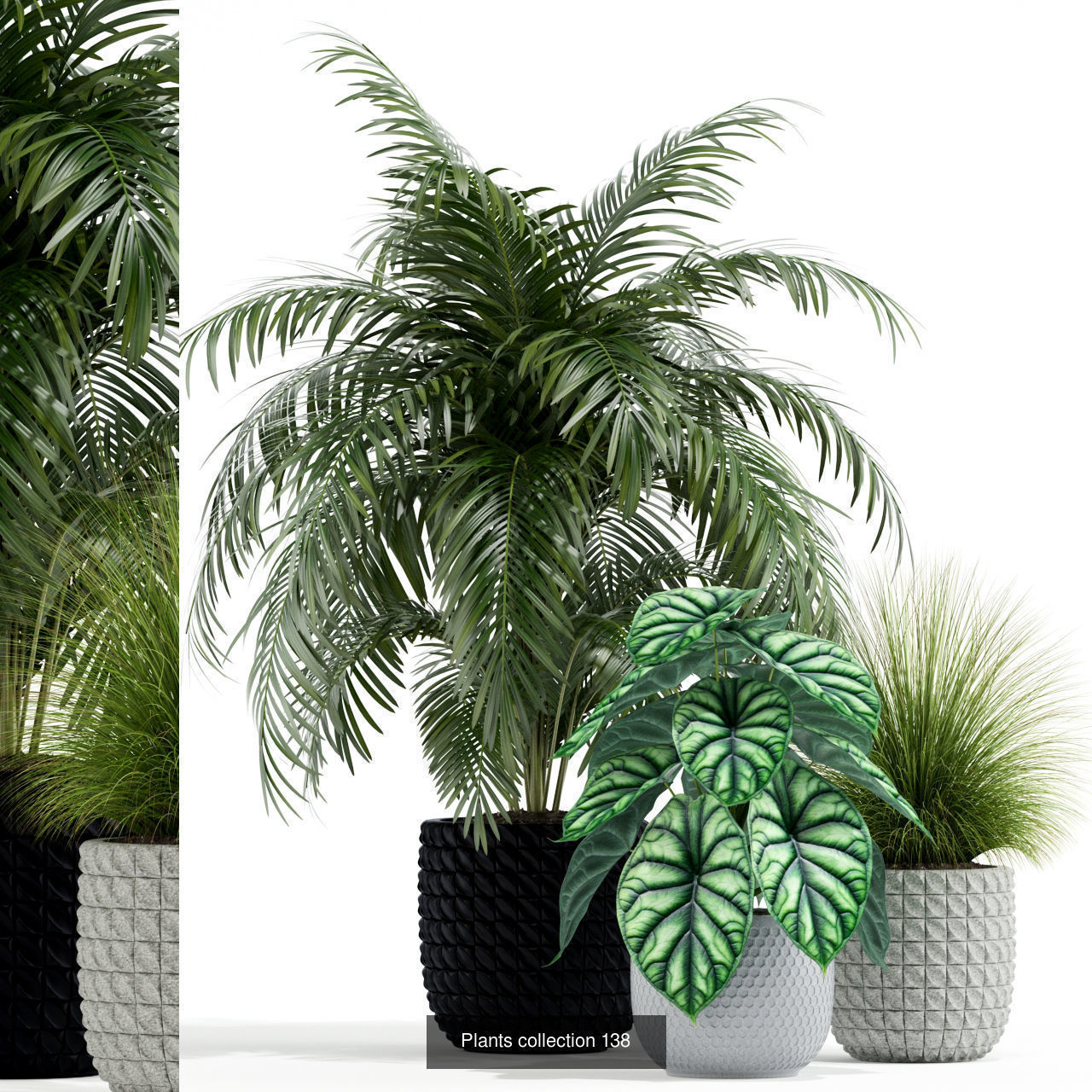 Plant Collection vol-01 _366