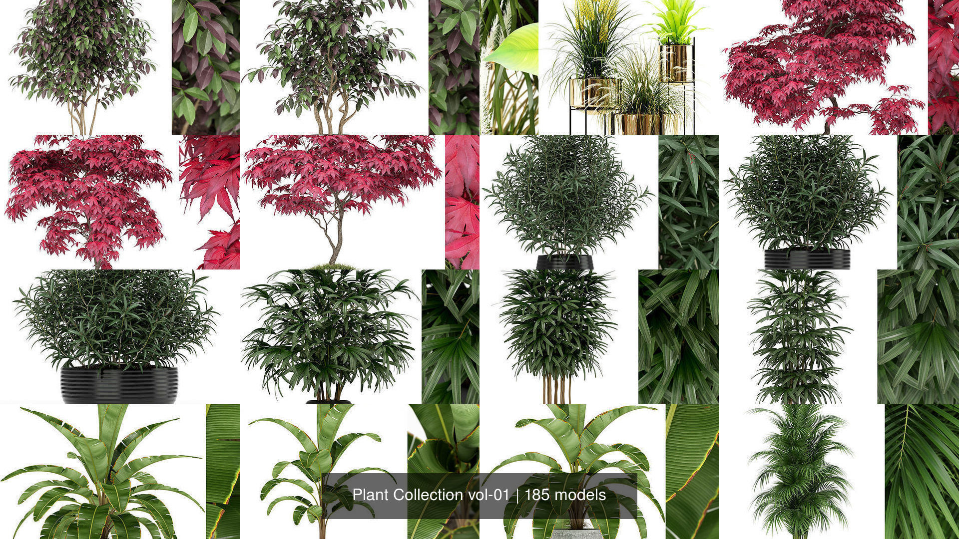 Plant Collection vol-01 _147