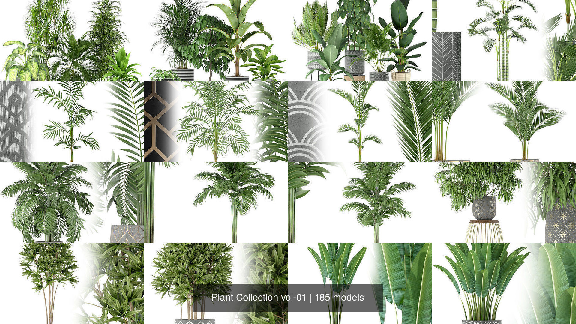 Plant Collection vol-01 _243