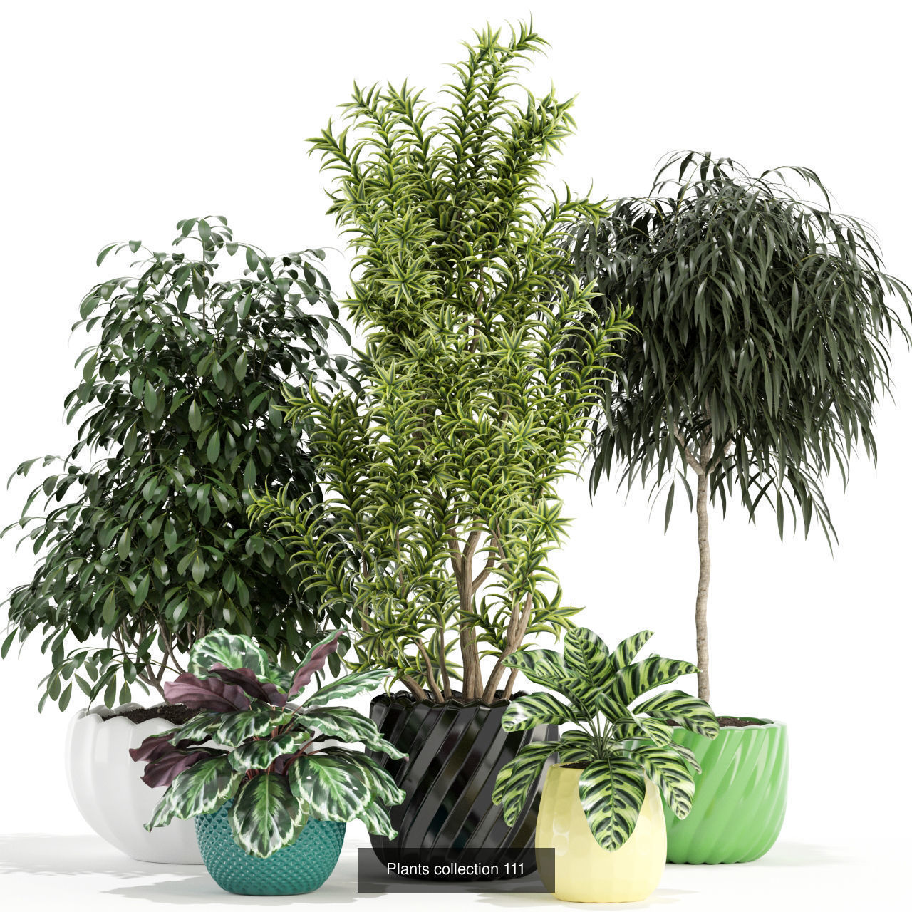 Plant Collection vol-01 _341