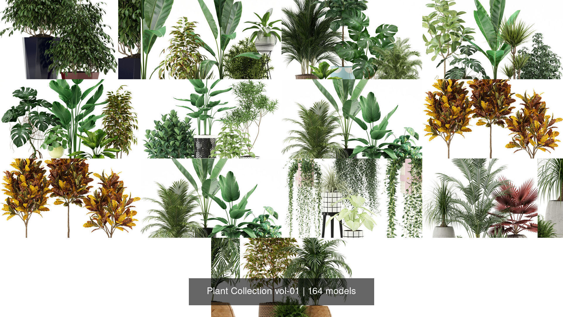 Plant Collection vol-01 _69