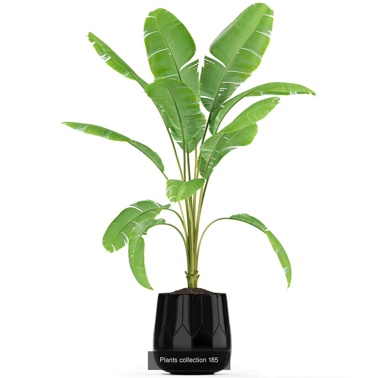 Plant Collection vol-01 _413