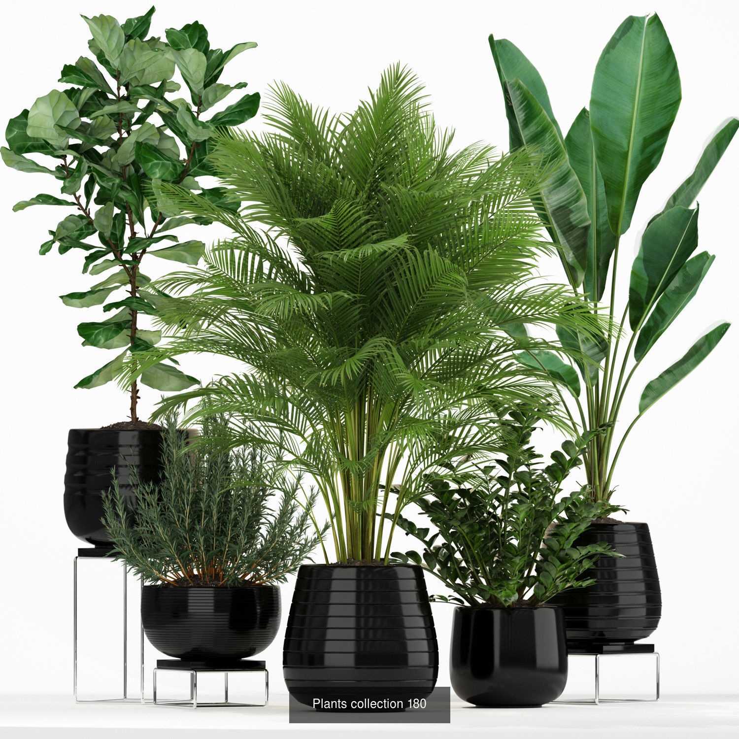 Plant Collection vol-01 _408